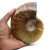Hel ammonit - 0