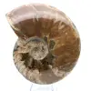 Hel fossiliserad ammonit - 1