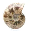 Hel fossiliserad ammonit - 2