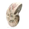 Hel fossiliserad ammonit - 3