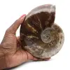 Fossil naturlig hel ammonit - 0