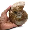 Polerad hel ammonitfossil - 0