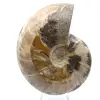 Hel fossil ammonit från Madagaskar - 1