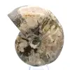 Hel fossil ammonit från Madagaskar - 2