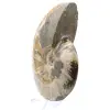 Hel fossil ammonit från Madagaskar - 3