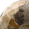 Hel fossil ammonit från Madagaskar - 4