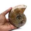 Hel polerad fossil ammonit från Madagaskar - 0