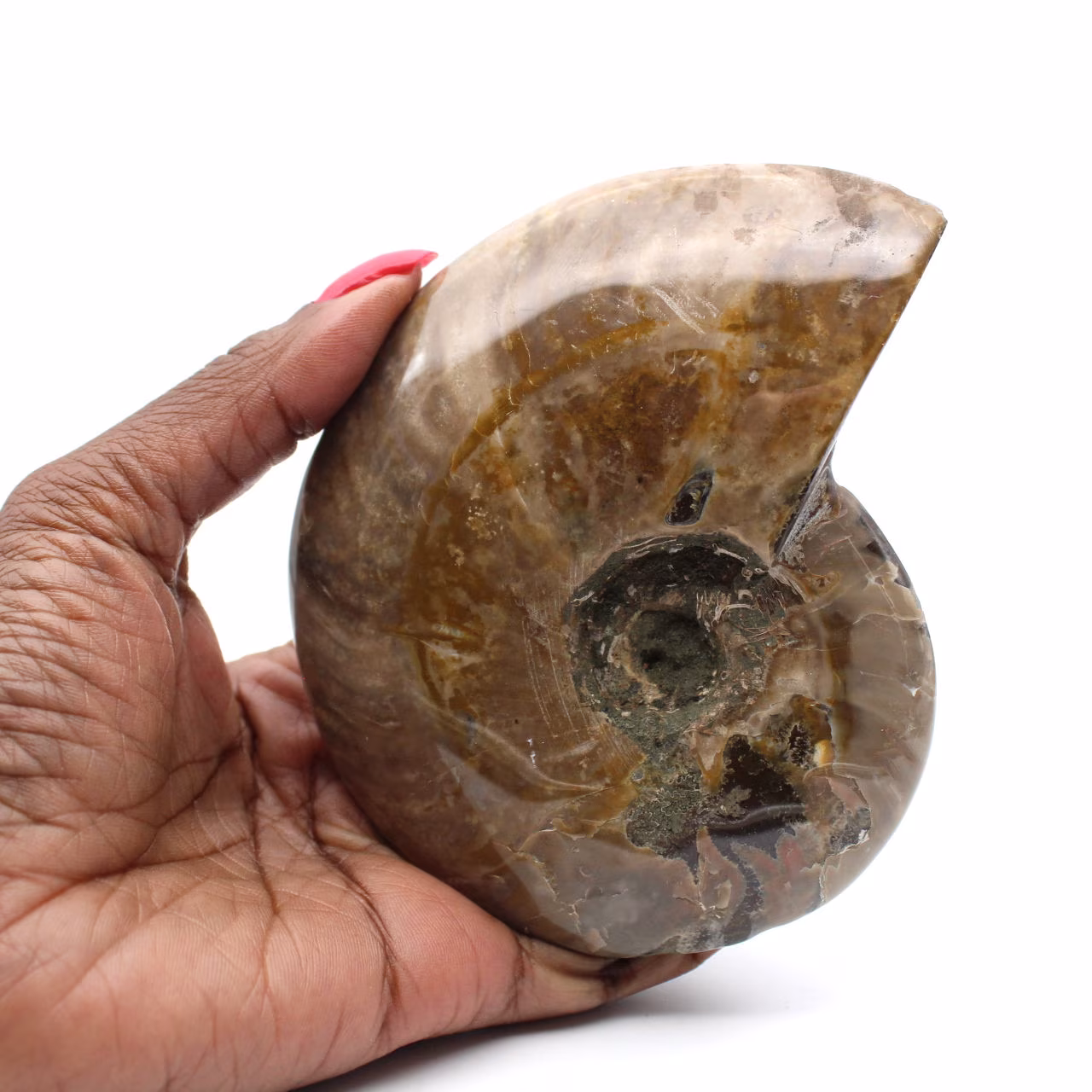 Hel polerad fossil ammonit från Madagaskar
