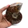 Naturlig polerad ammonit från Madagaskar - 0