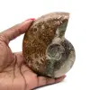 Naturligt polerat ammonitfossil - 0