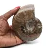 Ammonit från Madagaskar - 0