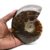 Polerad fossiliserad ammonit - 0
