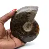 Fossil naturlig ammonit - 0
