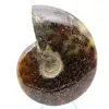 Fossil naturlig ammonit - 1