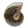 Fossil naturlig ammonit - 2