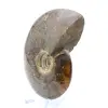 Fossil naturlig ammonit - 3