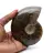 Fossil naturlig ammonit