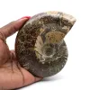 Polerat ammonitfossil - 0