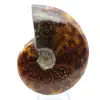 Polerad ammonit från Madagaskar - 2
