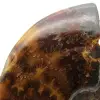 Polerad ammonit från Madagaskar - 4