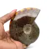 Naturlig helpolerad ammonit från Madagaskar - 0