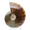 Naturlig helpolerad ammonit från Madagaskar - 1
