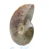 Naturlig helpolerad ammonit från Madagaskar - 3