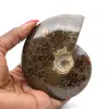 Naturlig hel ammonitpolerad fossil - 0