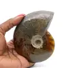 Hel ammonit från Madagaskar - 0