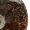 Hel ammonit från Madagaskar - 4