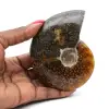 Polerad hel fossiliserad ammonit - 0