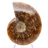 Fossil naturlig hel ammonit - 1