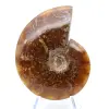 Fossil naturlig hel ammonit - 2