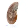 Fossil naturlig hel ammonit - 3