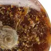 Fossil naturlig hel ammonit - 4