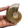 Hel polerad ammonit från Madagaskar - 0
