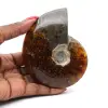 Hel fossil ammonit från Madagaskar - 0