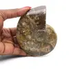 Polerad hel ammonitfossil - 0
