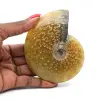 Hel polerad fossil ammonit från Madagaskar - 0