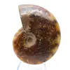 Naturlig polerad ammonit från Madagaskar - 1
