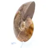 Naturlig polerad ammonit från Madagaskar - 3