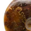 Naturlig polerad ammonit från Madagaskar - 4