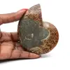 Naturligt polerat ammonitfossil - 0