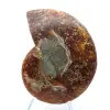 Naturligt polerat ammonitfossil - 1