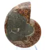 Naturligt polerat ammonitfossil - 2