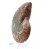 Naturligt polerat ammonitfossil - 3