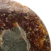 Naturligt polerat ammonitfossil - 4