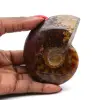 Polerad fossiliserad ammonit - 0