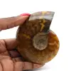 Fossil naturlig ammonit - 0