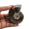 Polerad ammonit från Madagaskar - 0